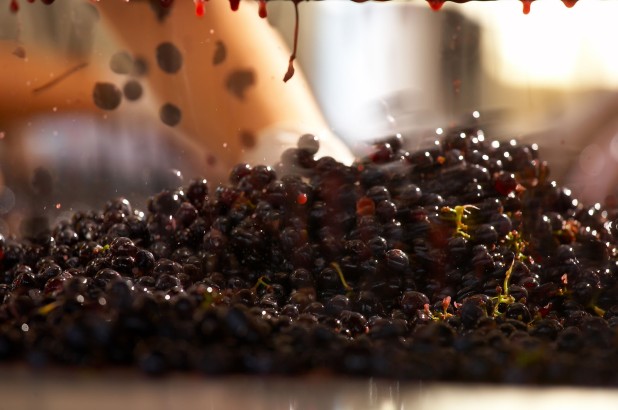 Turkish wine grapes